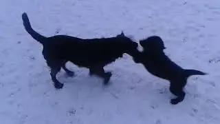 Eine wunderschöne Erinnerung an Samy und Amy aus 2014 ❤🐶🐶❤