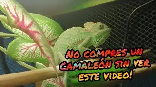 10 Tips, Consejos y Advertencias sobre tu Primer CAMALE&Oacute;N DE VELO!!
