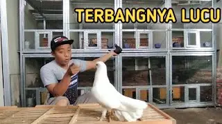 MERPATI KIPAS GIRING KERAS  @ALDP_CRB