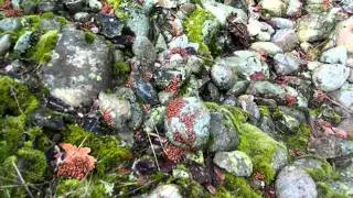Crazy Ladybugs Gathering