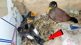 Myna Baby Leaves the Nest for the First Time @birdsandbaby8259
