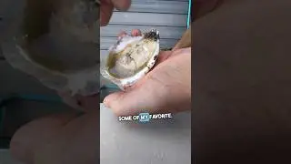 Oysters in the Summer? 🦪🦪 #chesapeakebay #oysters #seafood