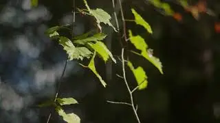 Canon C300 Mark I | Vivitar 70-150 f3.8 Close-Focus Revisited