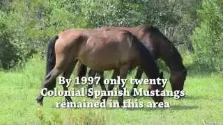 Corolla Wild Horse Fund & the Colonial Spanish Mustangs