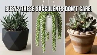 21 Stunning Succulents Anyone Can Grow 🌱 (Perfect for Busy People)