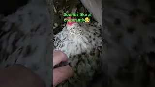 Angry Bird #love #serama #chicken #funny #shorts