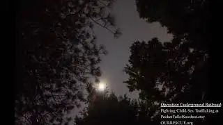 Moon through the trees timelapse. Support OURRESCUE.ORG making a purchase: PocketFullOfSawdust.Etsy