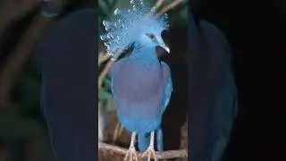 #shorts//earthquake//world beautiful bird Victoria crowned pegion facts//amazing facts in Telugu//