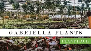 Gabriella Plants Greenhouse Tour + Plant Haul | Joyful Plant Club