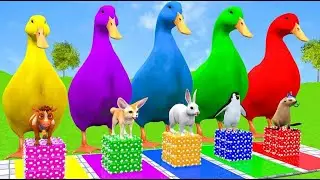 Colorful Ducks & Wild Animals - 5 Giant Duck Cartoon | Animals Lion, Gorilla, Bear,Tiger , Cow Wild