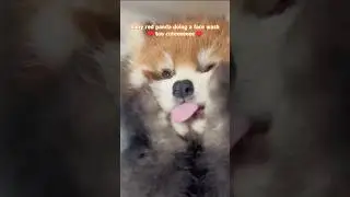 Baby Red Panda Washing His Face Like a Cat #redpanda #cute #animalshorts #panda #zoo #funnyanimals