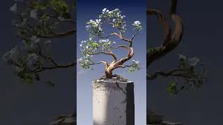 Деревья могут жить до 5000 лет!