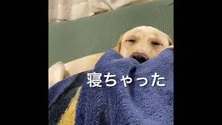 あらら〜ラブラドールのラテ