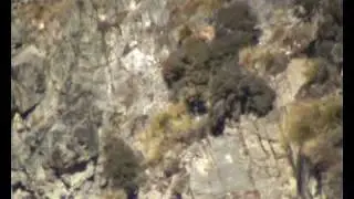Day 4 Fishnhunt forum Old farts tahr hunt, pt1