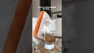 Animals Being Hilariously Adorable | Funny Pets Compilation 🐘🐱🐔😂
