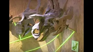 Arizona Museum of Natural History celebrates one final Dinosaurs After Dark