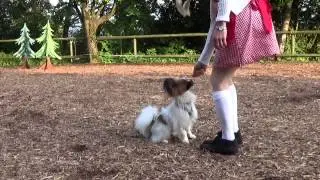 Clickertraining mit Hund Elu Teil 2 Freilichttheater 2015