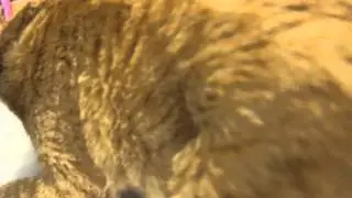 A cat has blocked bladder Pt 3 - x rays