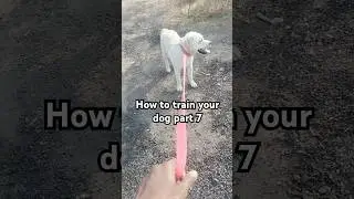 how to train your dog part 7#petshub #informative #labrador #dogbreed #trendingshorts #trending