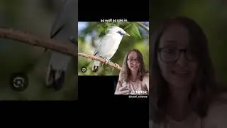 ESS Bali Myna