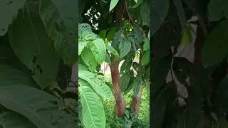 Lagerstroemia speciosa/ Queen's Crape-myrtle  (जरुल)