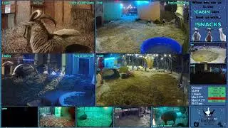 FREE DAILY FEED - Relax with ducks, goats, pups, squirrels, bunnies and other animals!