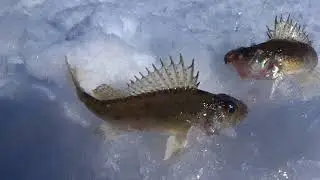 Ёрш Зарисовка