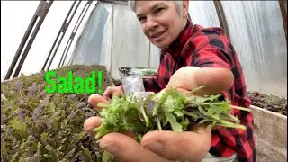 First Spring Salad! Full Season of Soil Blocks + Birds & Beans