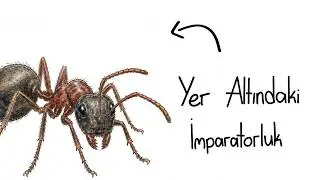 What if you were born as an ant?