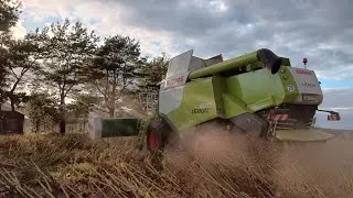 Żniwa słonecznikowe zakończone! Plon zadowalający i suchy! 💪 Suomi przeszło do historii;)