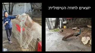 בית ספר דקלים ירושלים