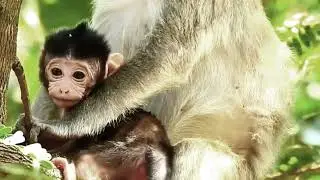 Zantana Love her mother and Monkey baby funny #Vlog25