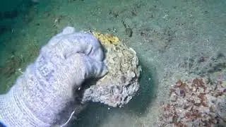 Finding a matrix encrusted tooth; fresh out of the fossil bed! Rare! 