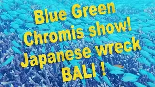 CHROMIS EXPLOSION! Japanese Wreck's Staghorn Reef (Bali) | Talk to the fish