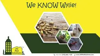 Termite Treatment Wylie - All Pest Solutions