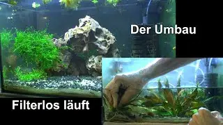 Filterloses Aquarium Update und Neugestaltung des Neocaridina Aquarium