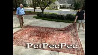 do it right or do it again Oriental rug cleaning from urine odor