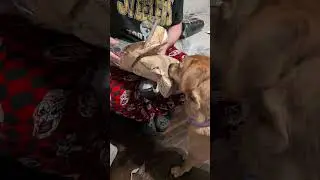 Lydia loves unwrapping gifts!