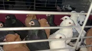 Голубиный рынок в Эльблонге 🕊️🫡21.12.2025