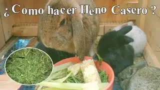 COMO HACER HENO CASERO PARA COBAYAS Y CONEJOS fácil y económico / ALIMENTACIÓN  DE LOS CONEJOS