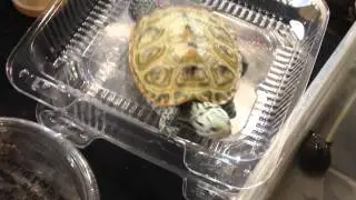 Hamburg Reptile Expo Turtles