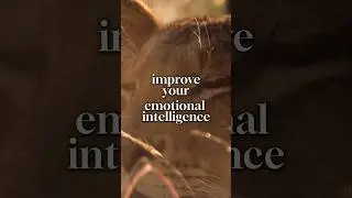 6 Step to Improve Your Emotional Intelligence #wisdomismyhappy #selfimprovement #lifeadvice