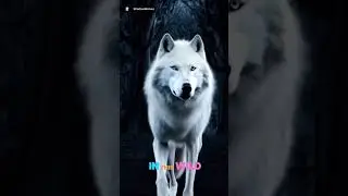 A video in honor of the amazing #Shadowwolves #anonymous