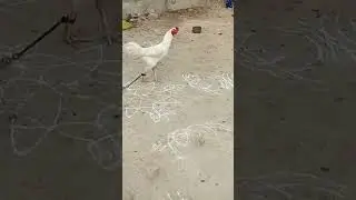 summer tips | this environment good for rooster and hen's health | better to use cow dung | breeding