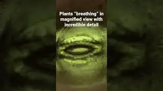 Incredible video shows plants &lsquo;breathing&rsquo; in close-up detail