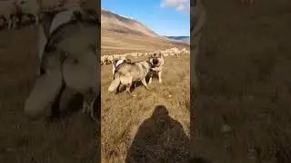 Caucasian Shepherds confront a black wolf in the snow and drive it off, keeping the flock protected.