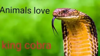 King Cobra and pacer venom extraction to make antivenom medicine in the laboratory