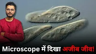 Microscopic Monster: The Secret Life of a Paramecium 🔬🦠