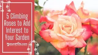 5 Climbing Roses to Add Interest to Your Garden | NatureHills.com