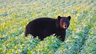 STUNNING Black BEARS at Pungo Lake!